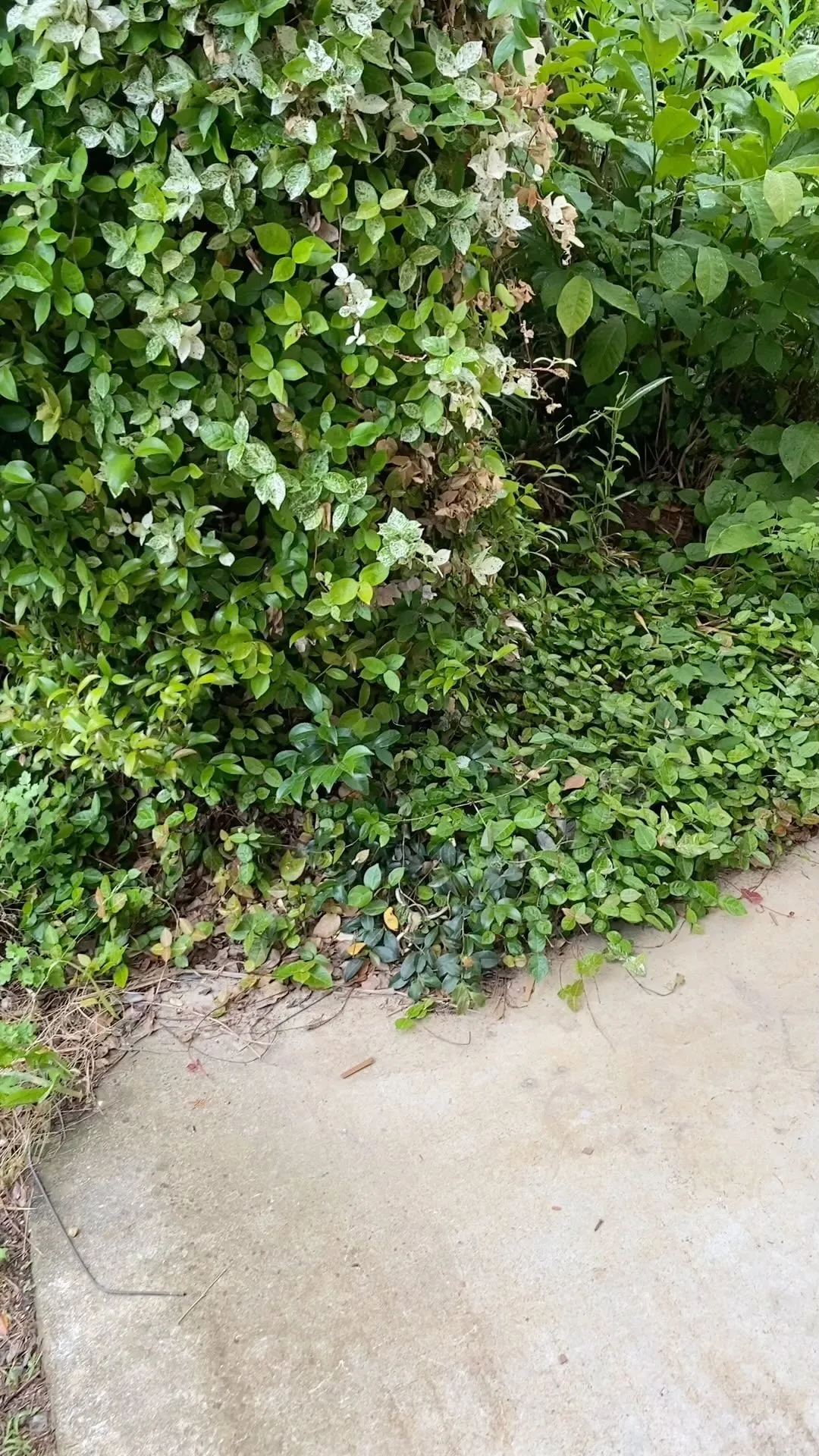 植物が元気な季節、庭の植物のお手入れしている方を