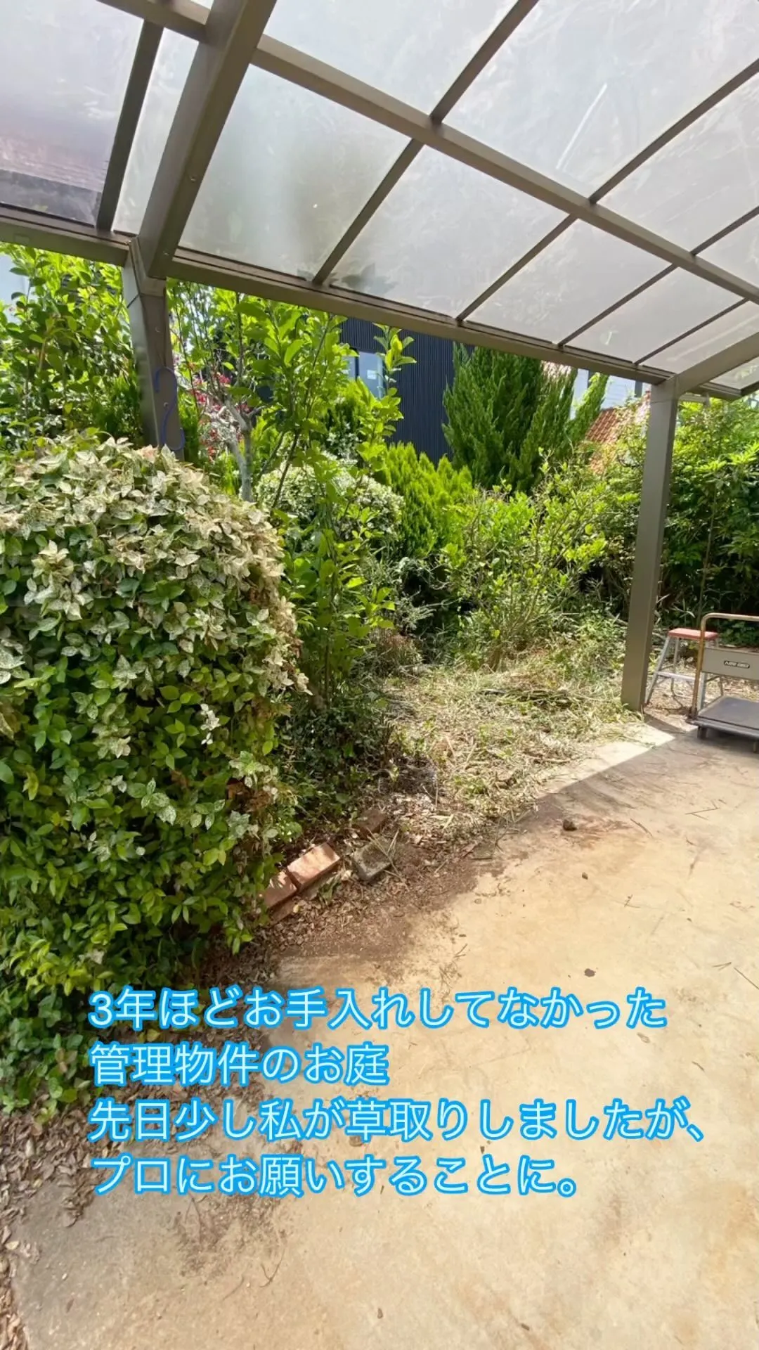 空家の庭のお手入れ、特に気になる季節です。
